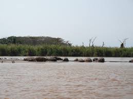 Hagaragaye imirambo itatu mu mazi y'umugezi wa Rusizi hafi y'umupaka w'u Burundi na RDC